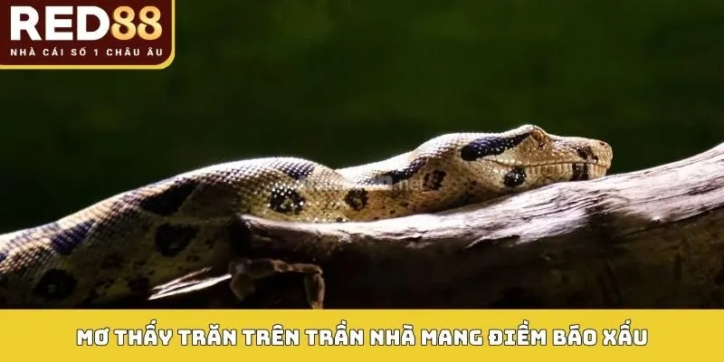 Mơ thấy trăn trên trần nhà mang điềm báo xấu