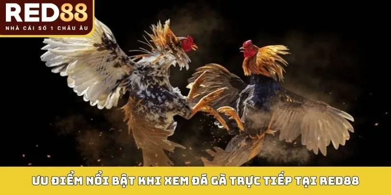 Ưu điểm nổi bật khi xem đá gà trực tiếp tại RED88